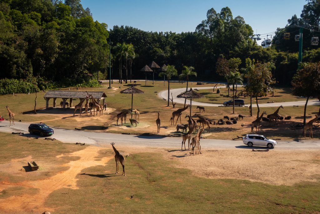 Safari area in the Chimelong Safari Park in Guangzhou