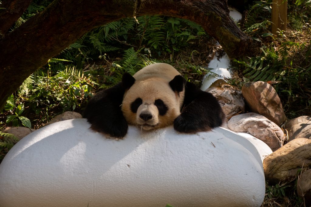 A panda on a block of ice at Chimelong Zoo. 
