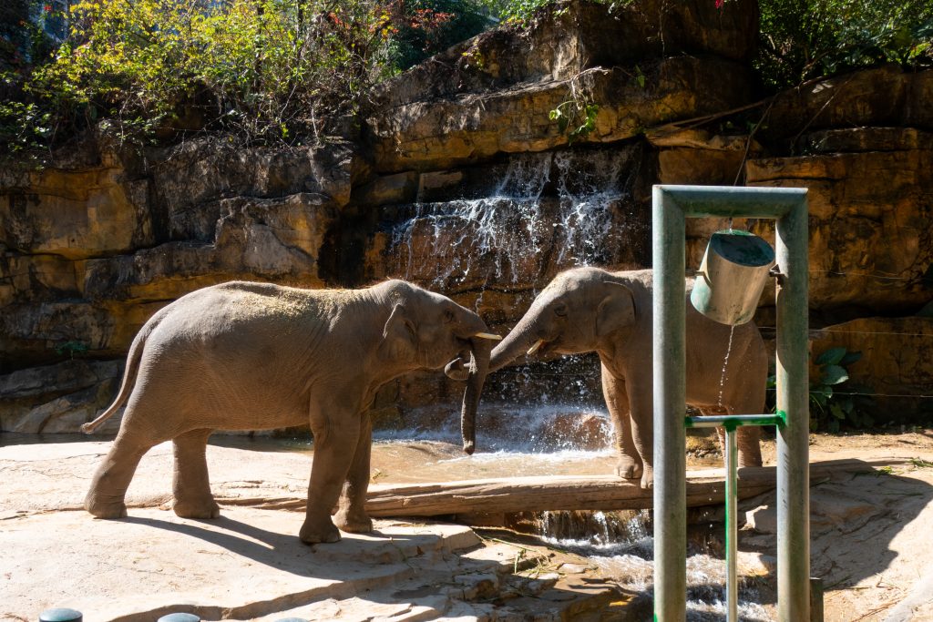 Two elephants playing at Chimelong Zoo. 