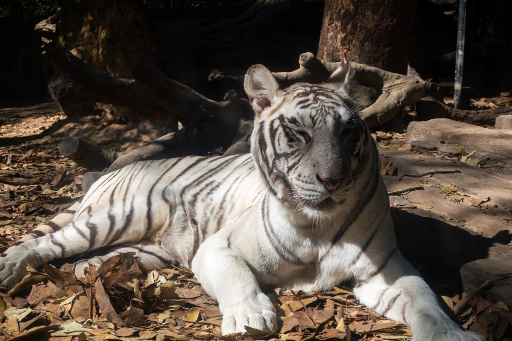 A white tiger lying down at Chimelong Zoo. 
