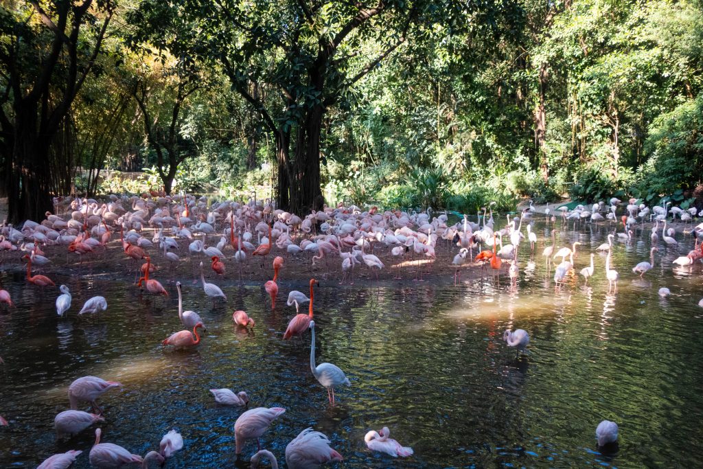 A flamingo colony at Chimelong Zoo. 