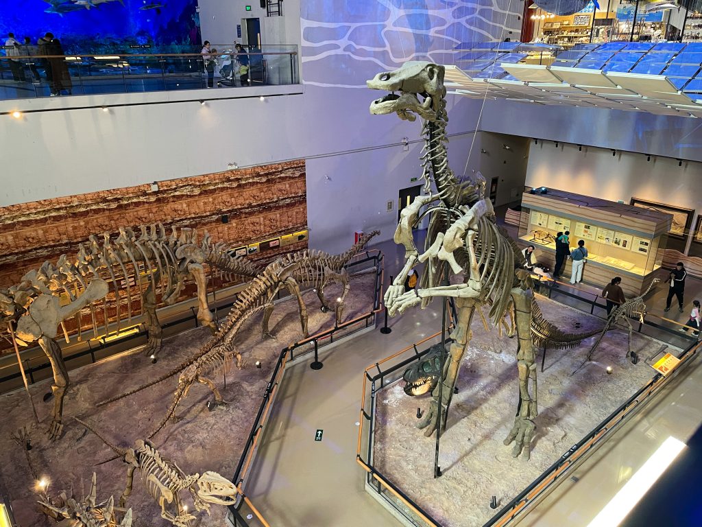Dinosaur skeletons at the Guangdong Provincial Museum in Guangzhou.