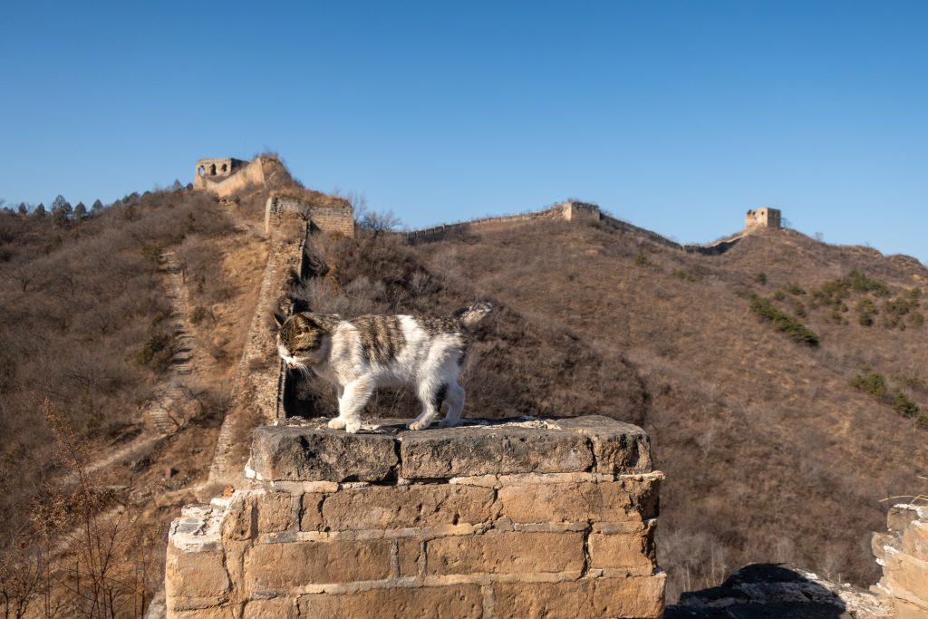 Katze auf der wilden Panlongshan Chinesischen Mauer.
