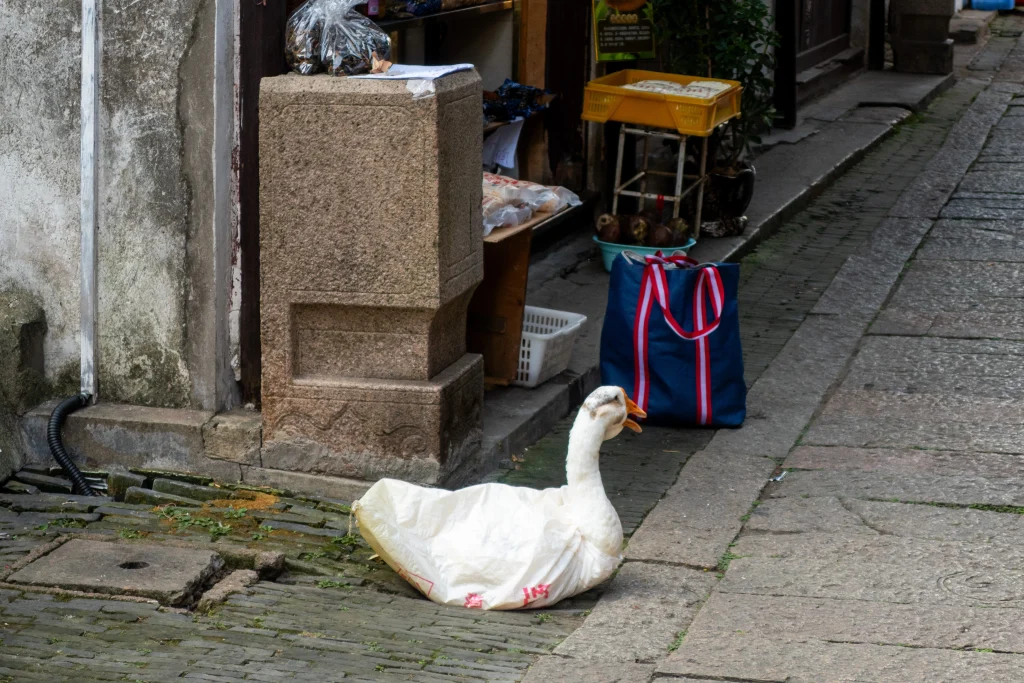Eingepackte Gans auf einem authentischen Markt in der Wasserstadt Luzhi.