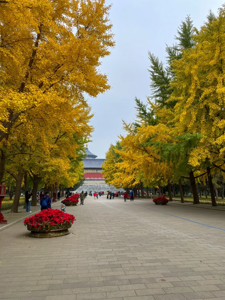 Temple of Heaven in Beijing with yellow trees in autumn.