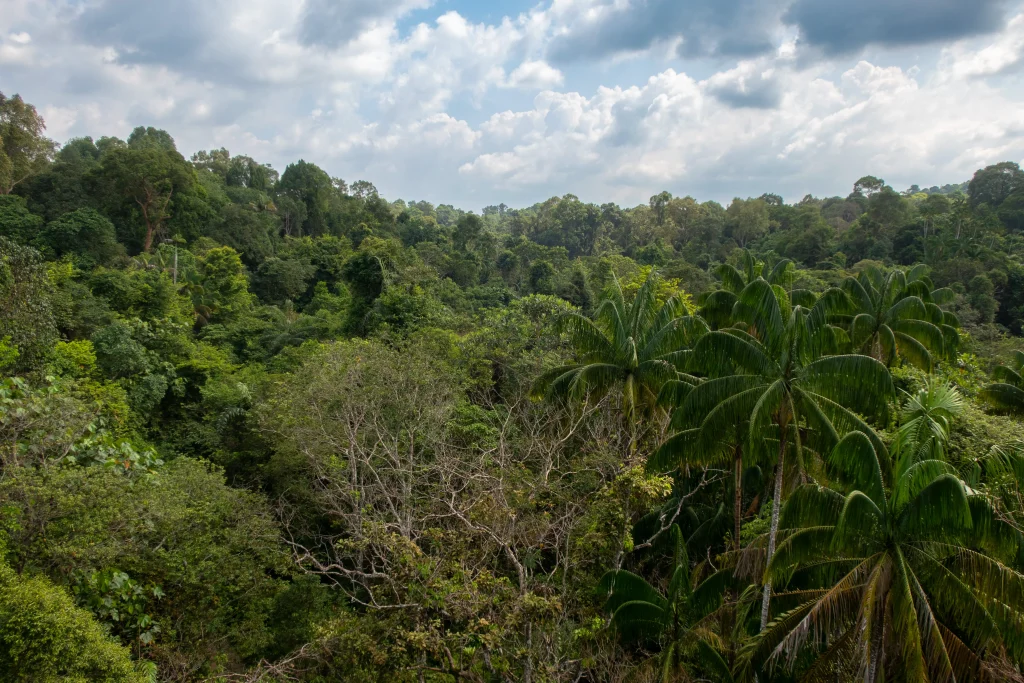 View during the hiking on the tree top walk in Singapore.