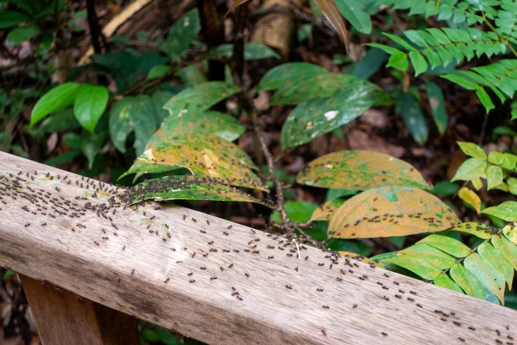 Ant trail in a nature reserve park in Singapore.