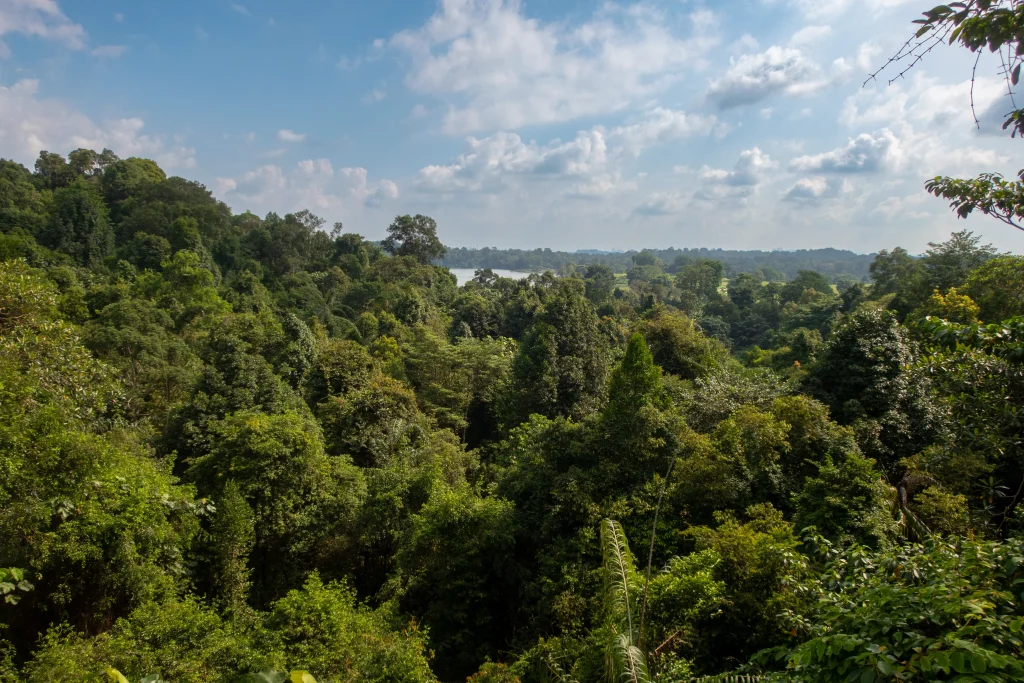 View during the hiking on the tree top walk in Singapore.