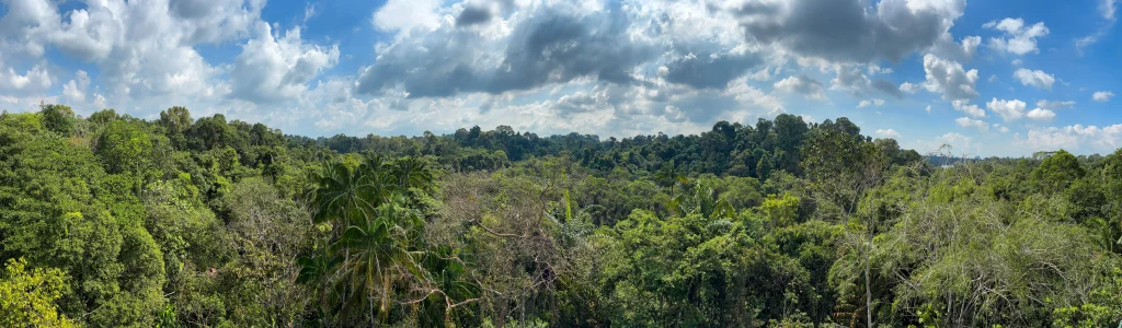 View during the hiking on the tree top walk in Singapore.